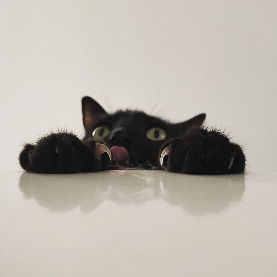 Photo of a cat