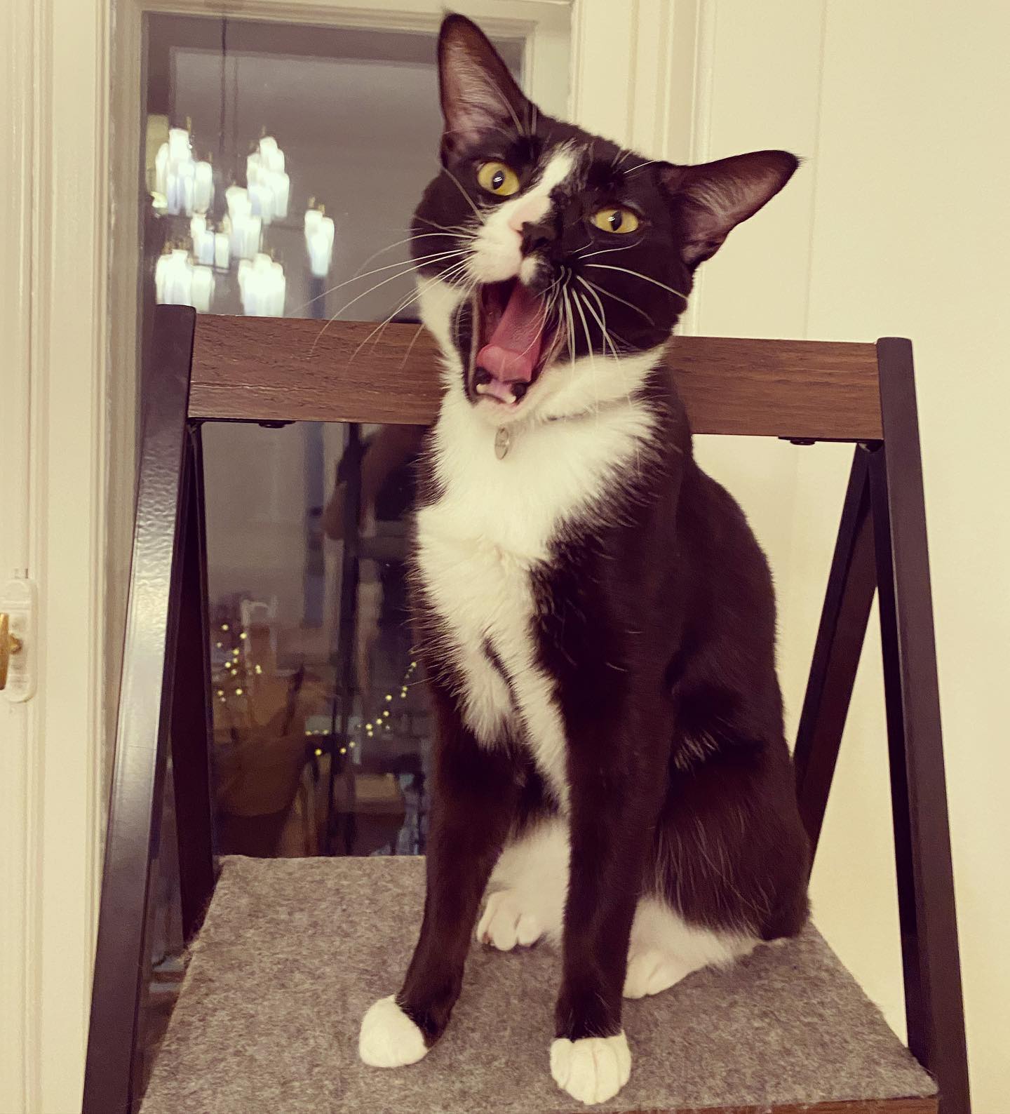 Photo of a cat