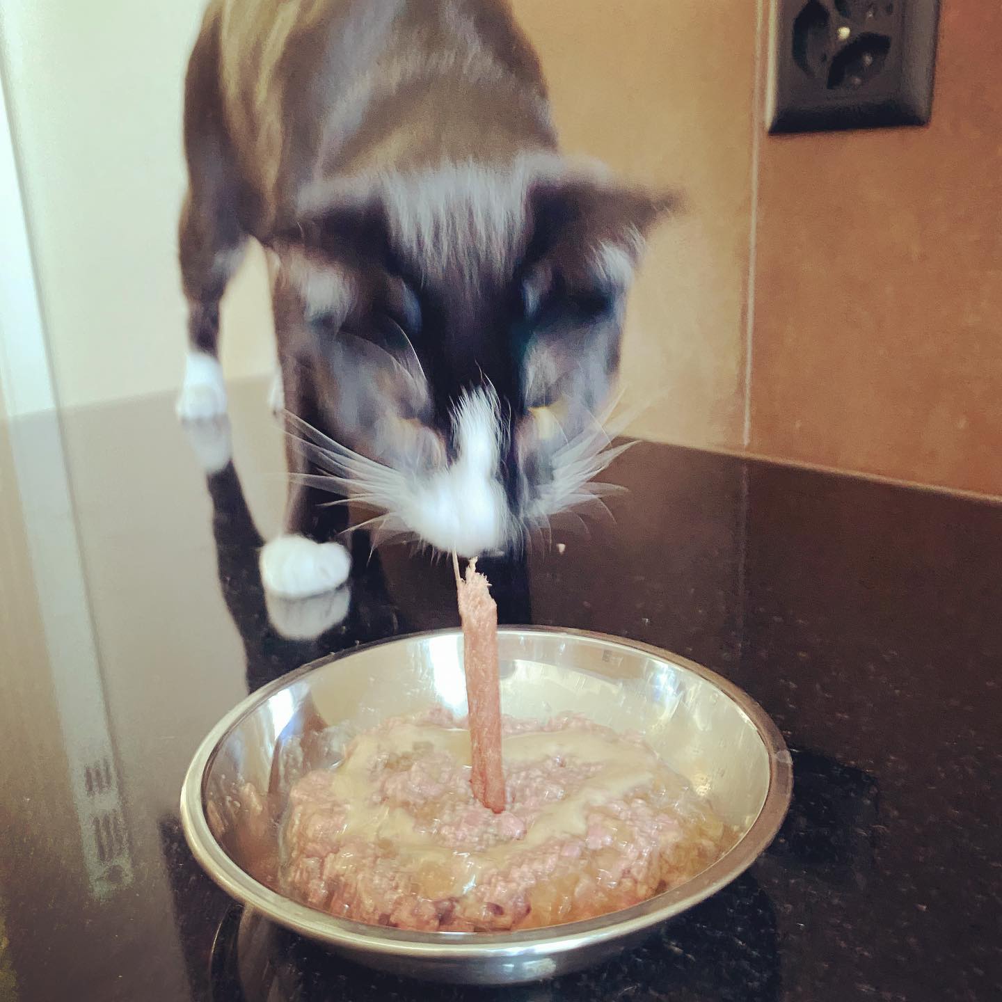 Photo of a cat