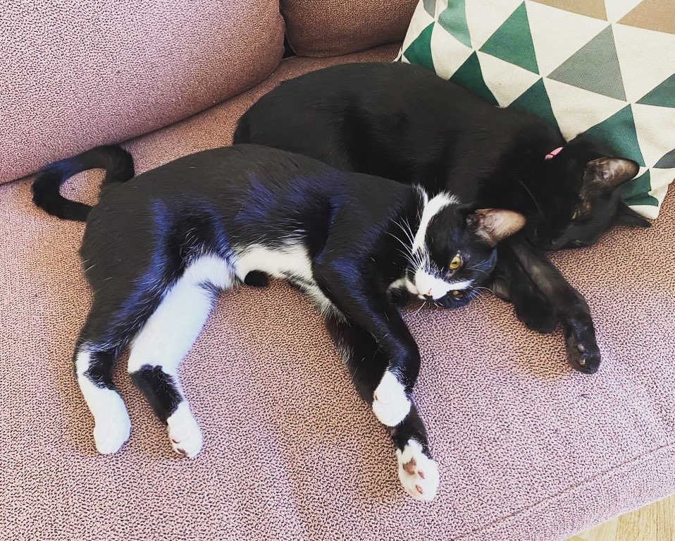 Photo of a cat