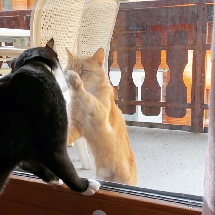 Photo of a cat