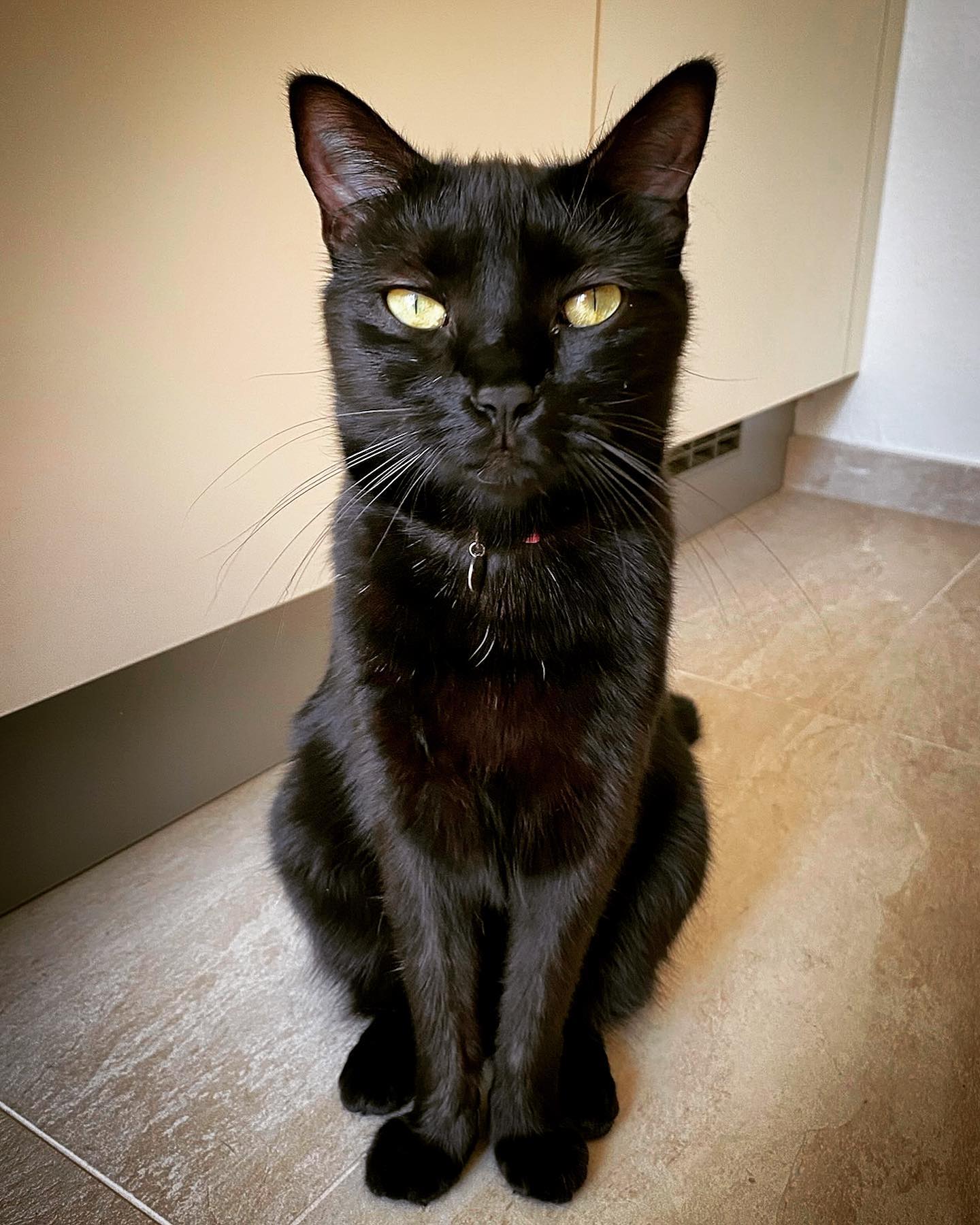Photo of a cat