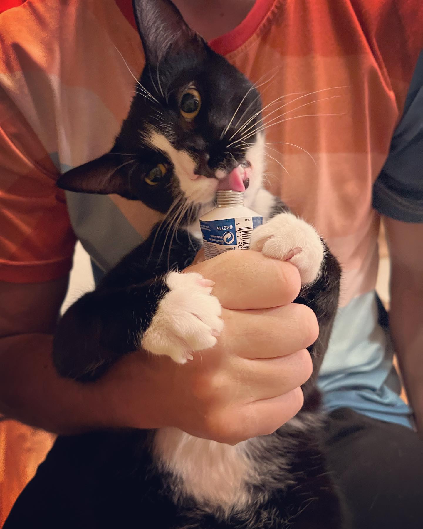 Photo of a cat