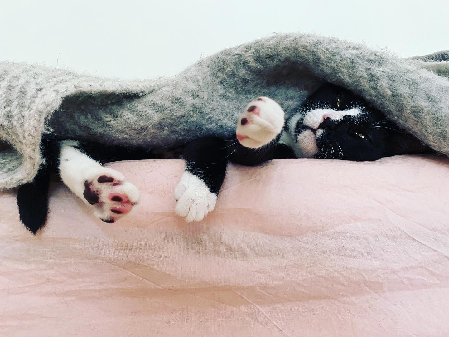 Photo of a cat