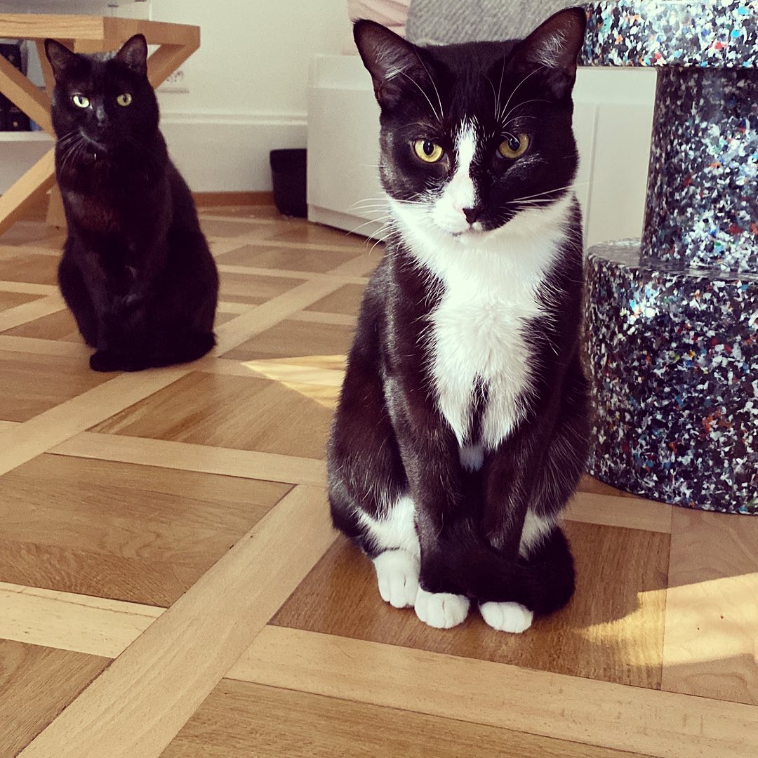 Photo of a cat