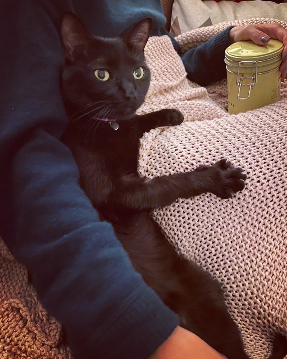 Photo of a cat