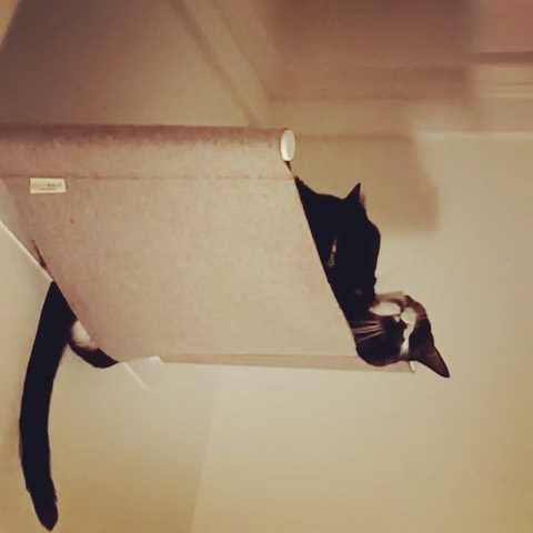 Photo of a cat