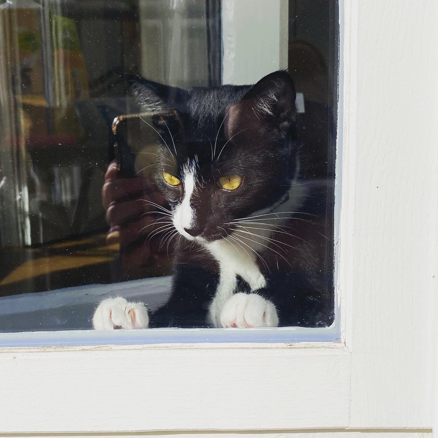 Photo of a cat