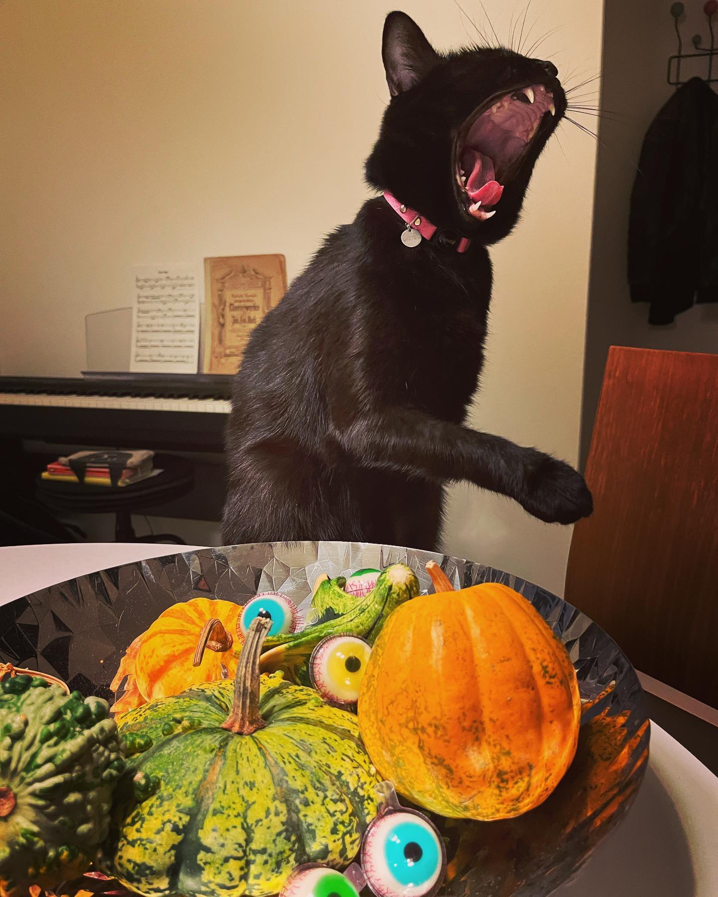 Photo of a cat