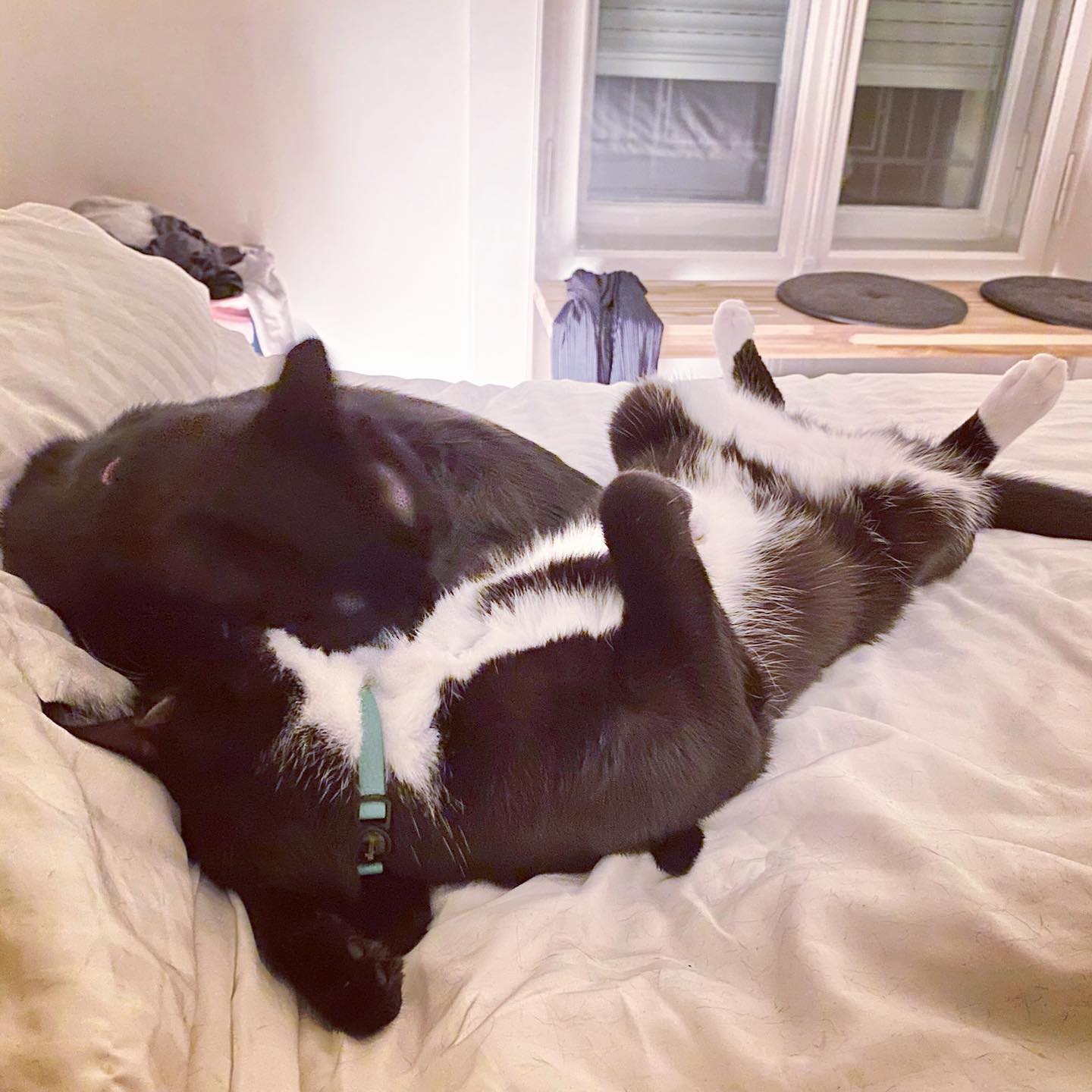 Photo of a cat