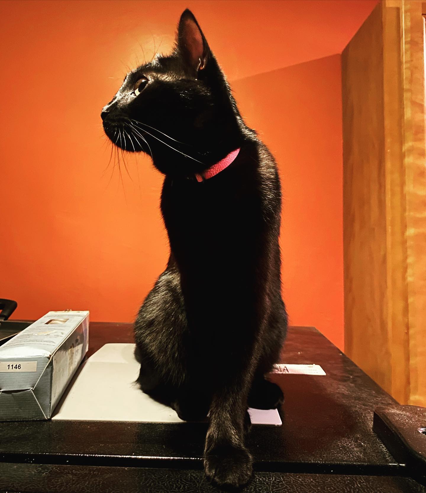 Photo of a cat