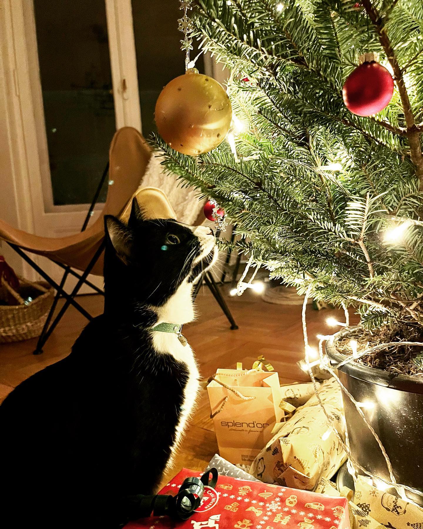 Photo of a cat