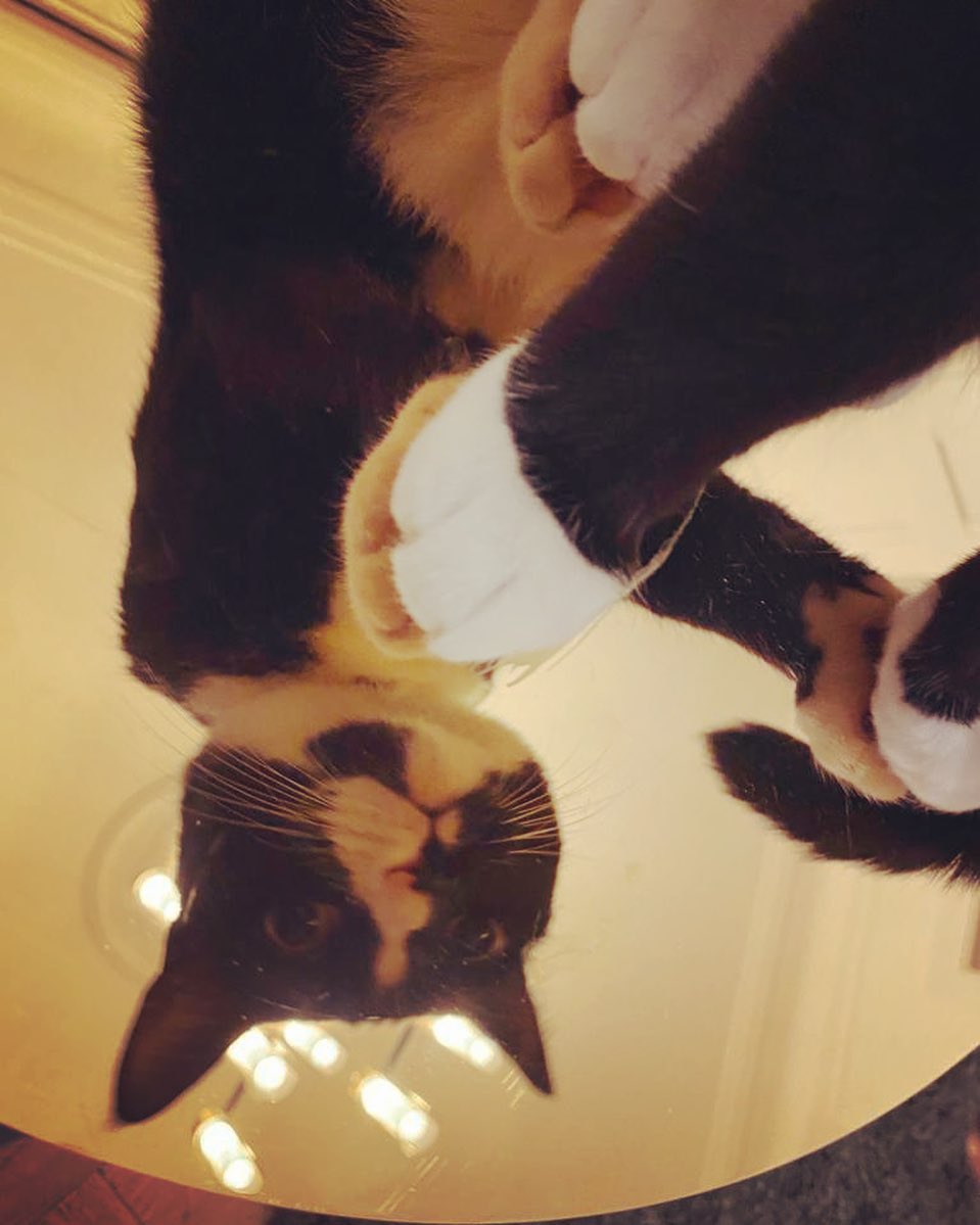 Photo of a cat