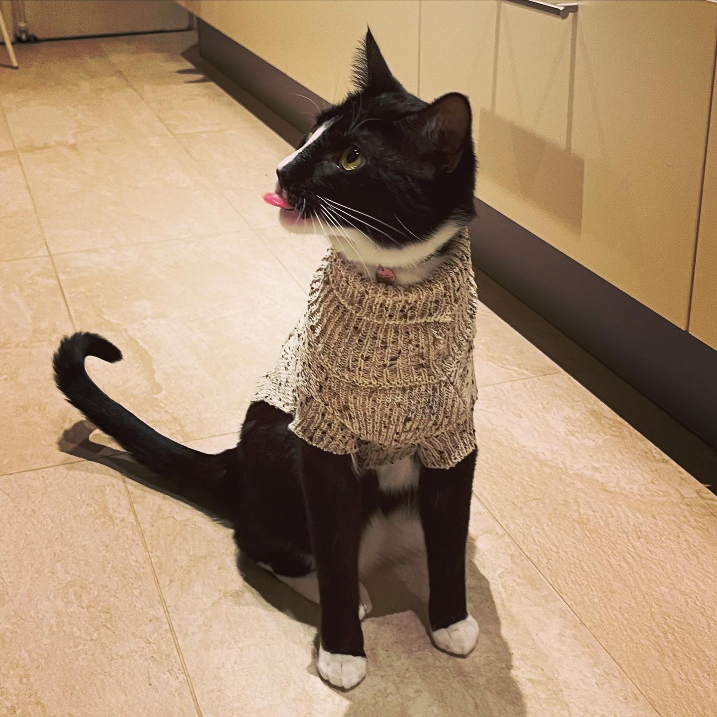 Photo of a cat