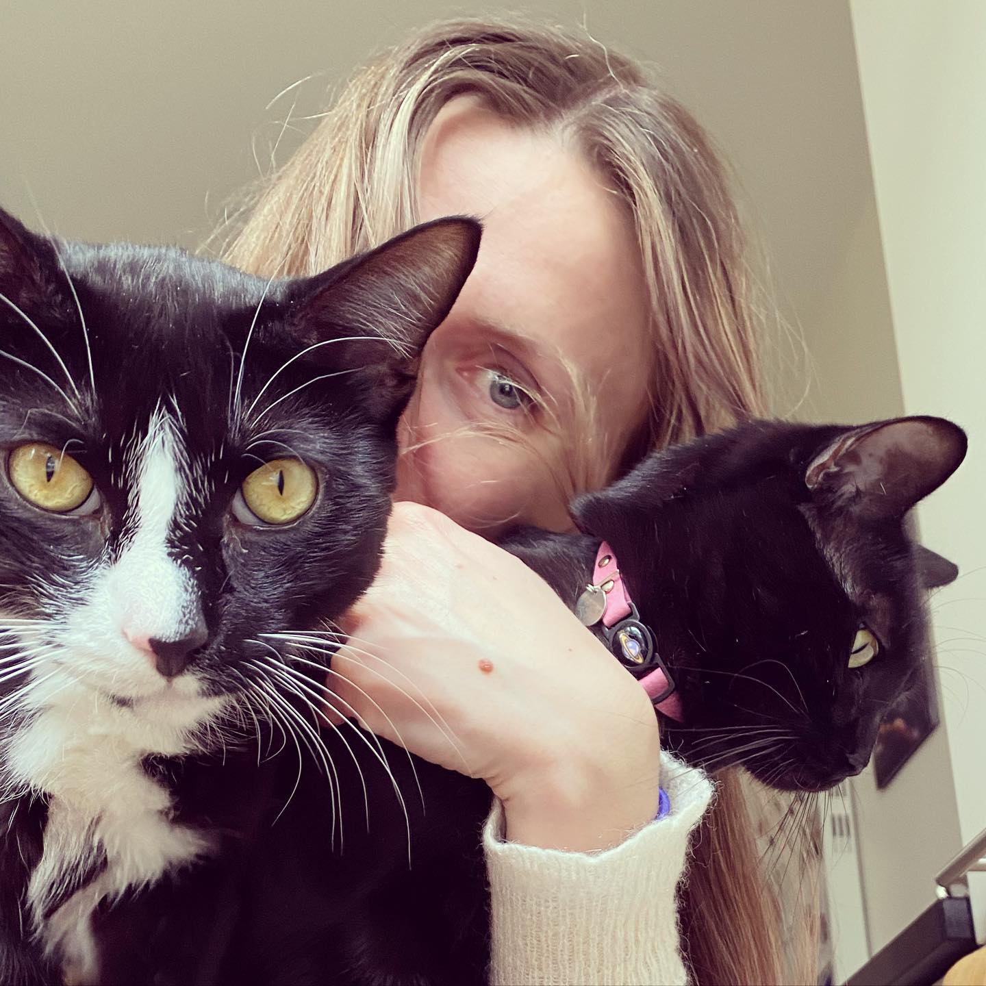 Photo of a cat