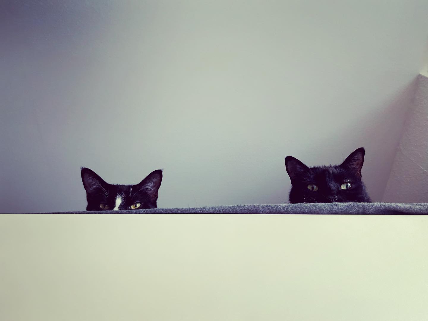Photo of a cat