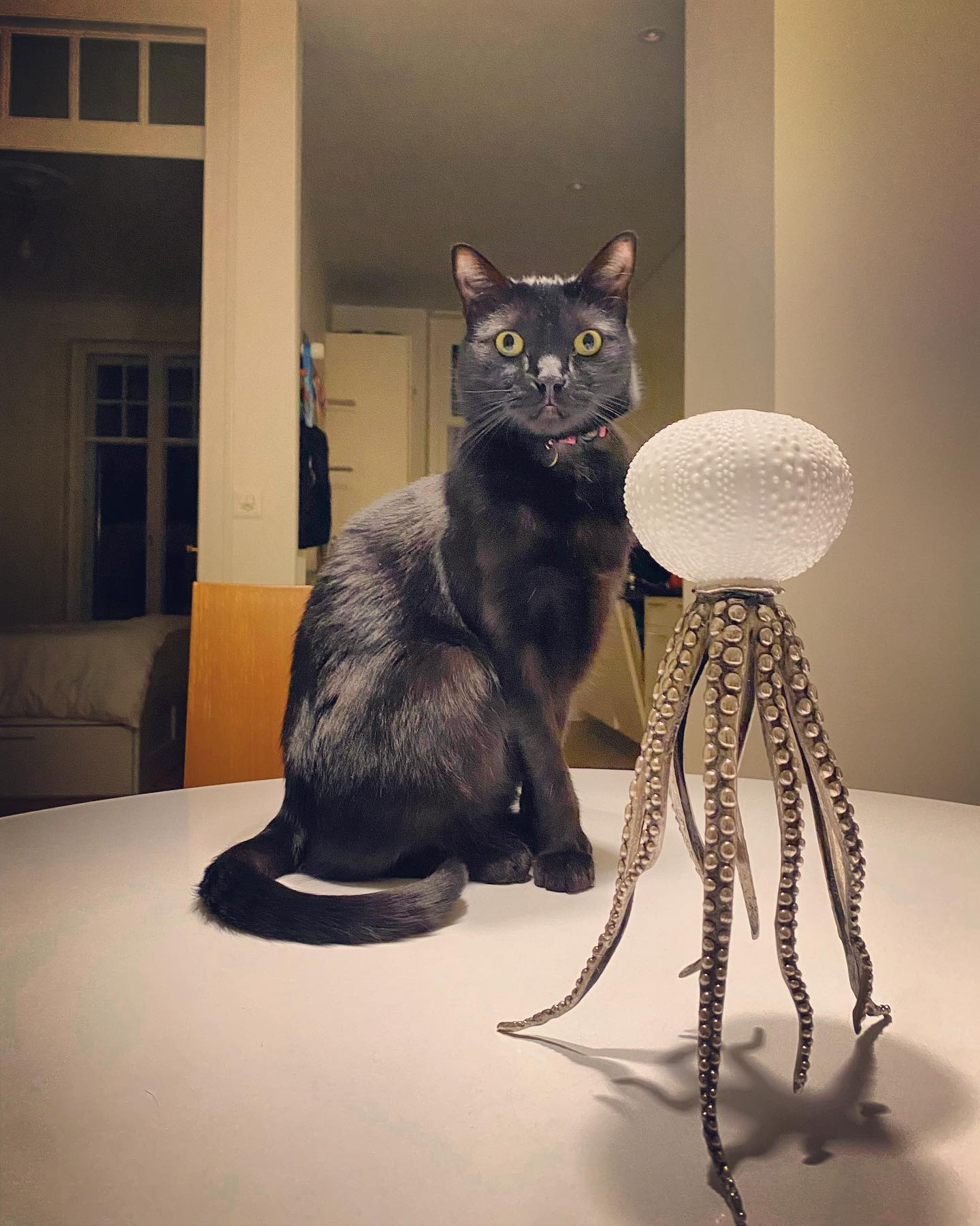 Photo of a cat