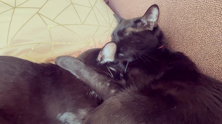 Photo of a cat