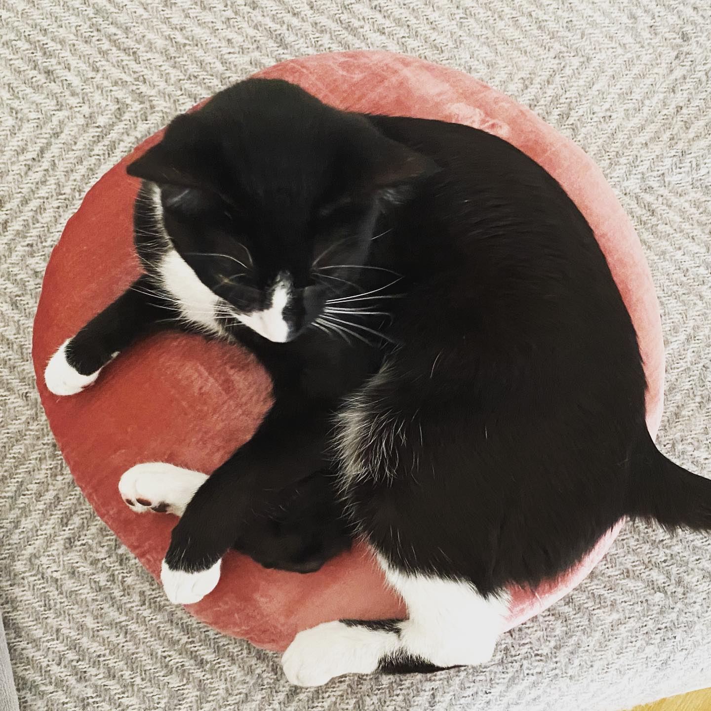 Photo of a cat