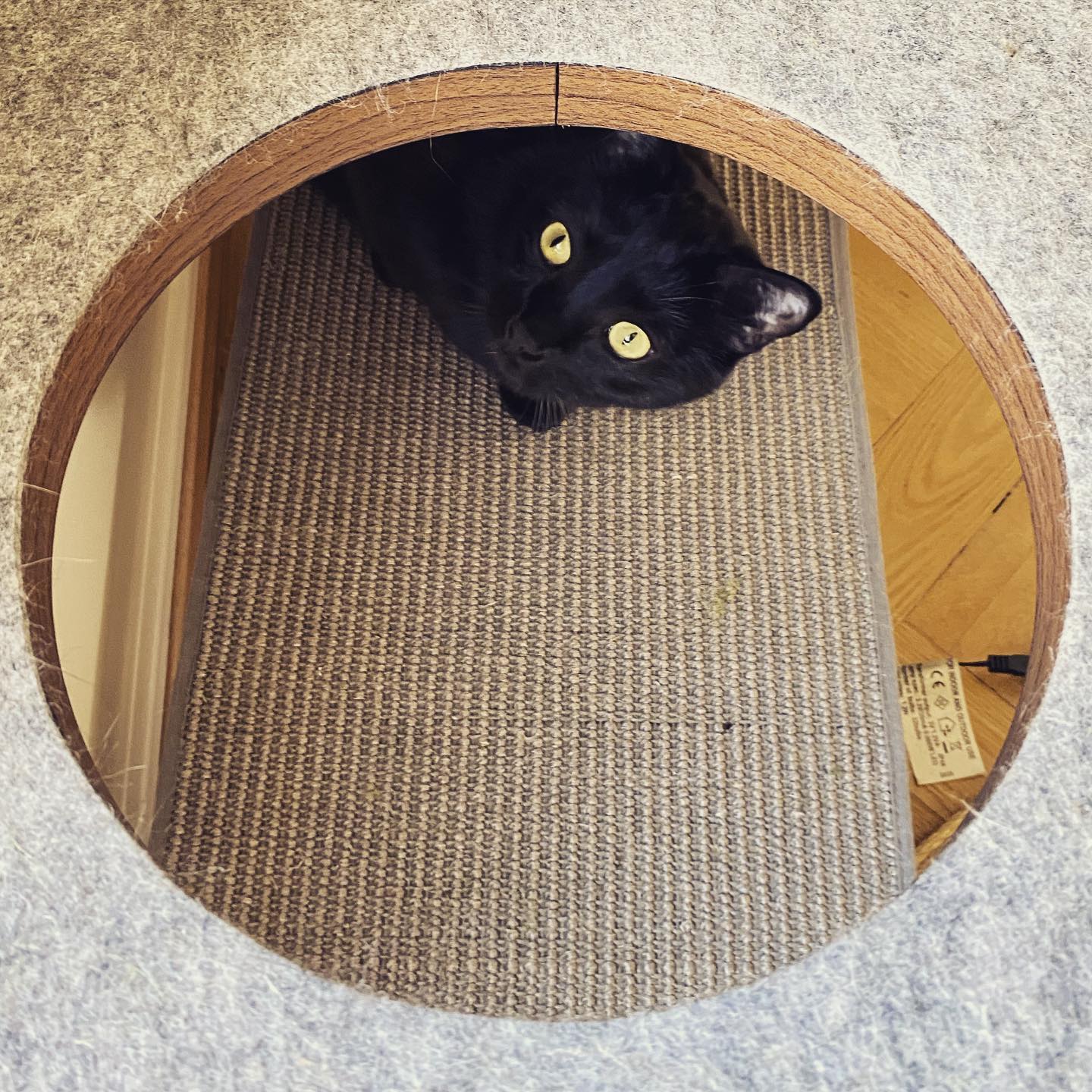 Photo of a cat