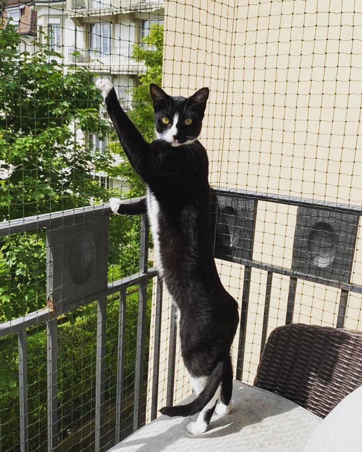 Photo of a cat