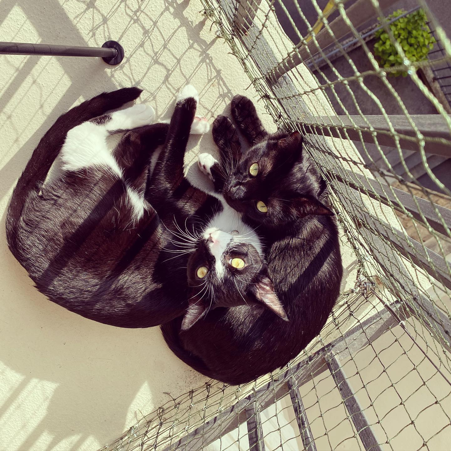 Photo of a cat